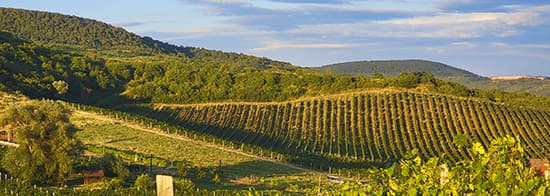 Weinberge in Rias-Baixas